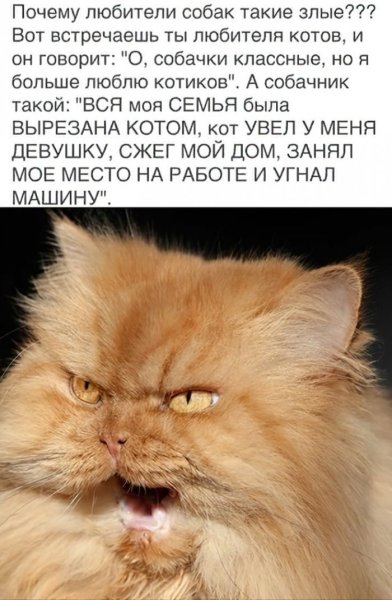 С гнильцой человек коты