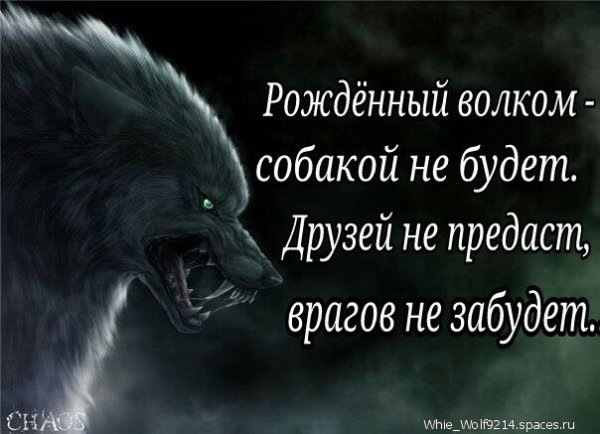 Цитаты про Волков и шакалов