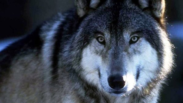 Волк с надписью