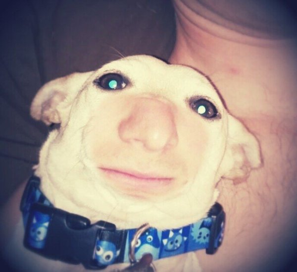 Смешные лица животных