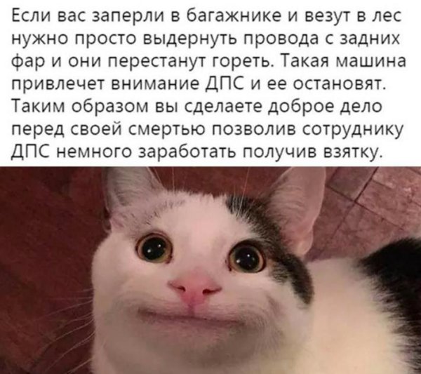 Смешной кот Мем