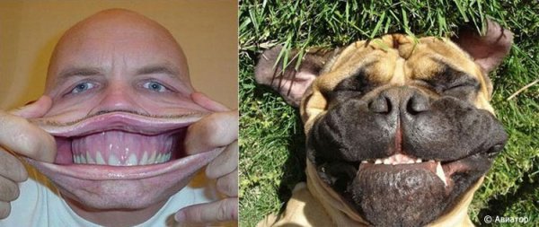 Смешные лица животнылюдей