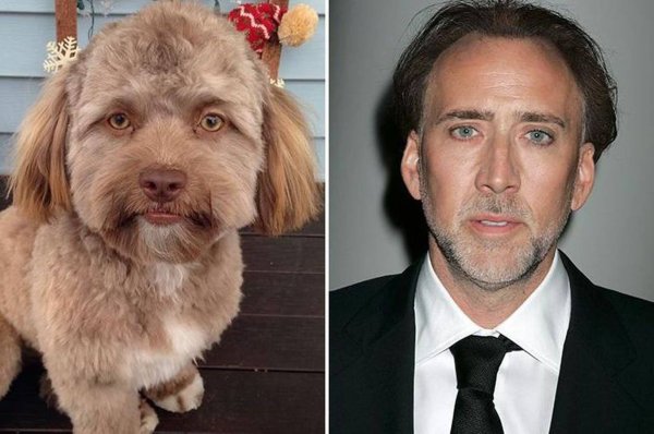 Собака с человеческим лицом