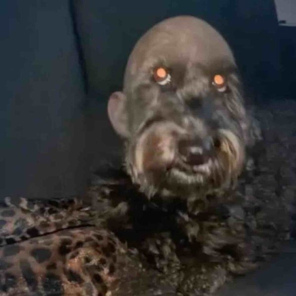 Собака с человеческим лицом