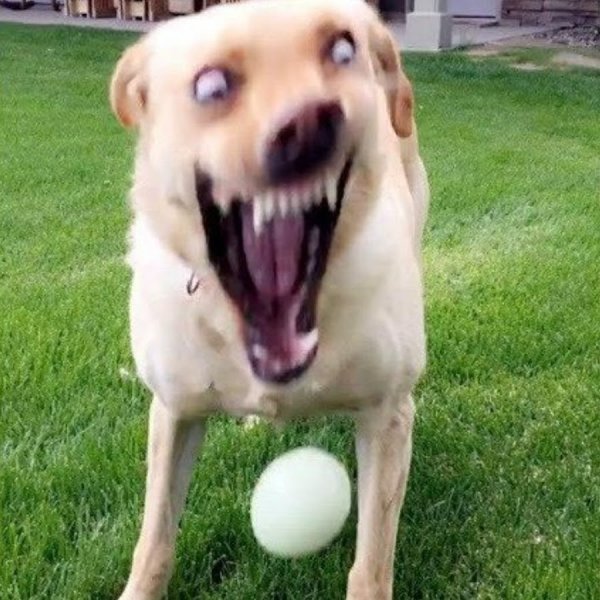 Кричащая собака