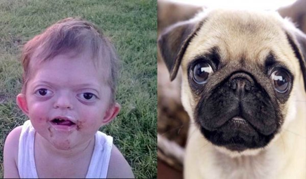 Мопс с лицом человека