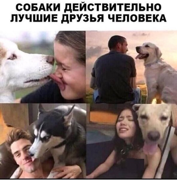 Человек собака