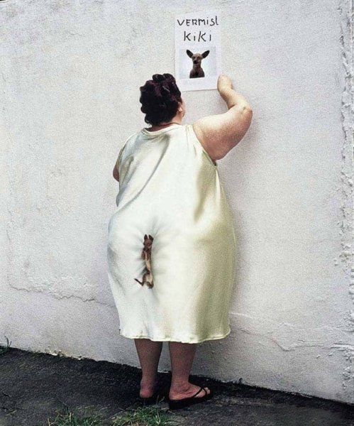 Картинка потерялась собака