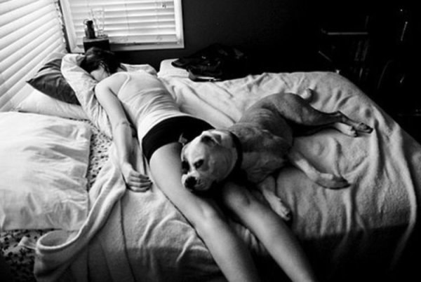 Кровать для собаки