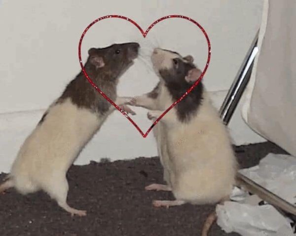 Крыски подружки Мем