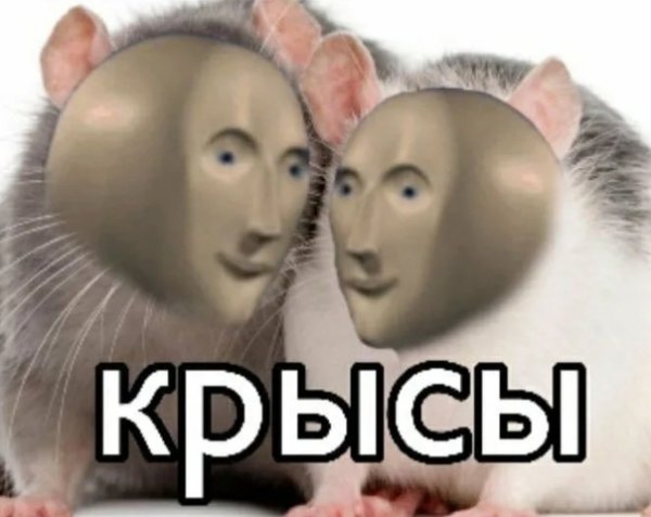 Крысы подруги