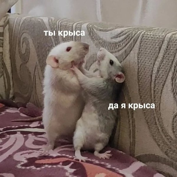 Ля ты крыса да я