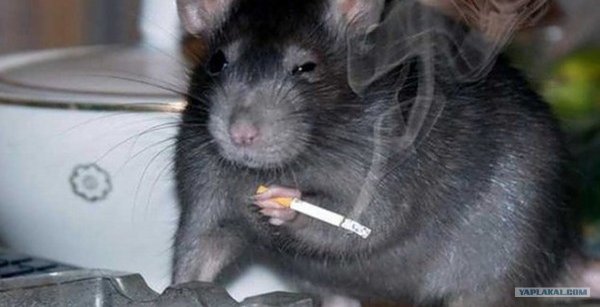 Крыса с сигой