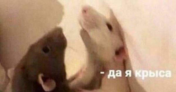 Да я крыса