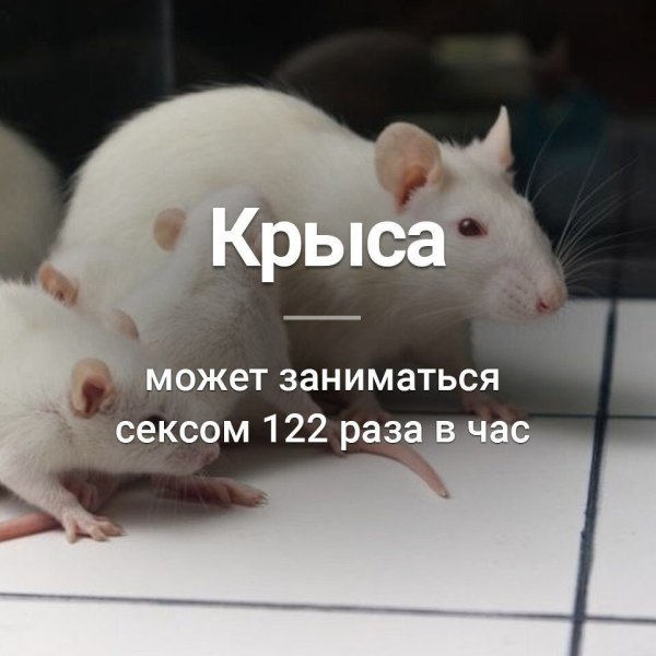 Ты крыса я крыса