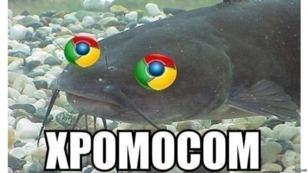 Смешной сом