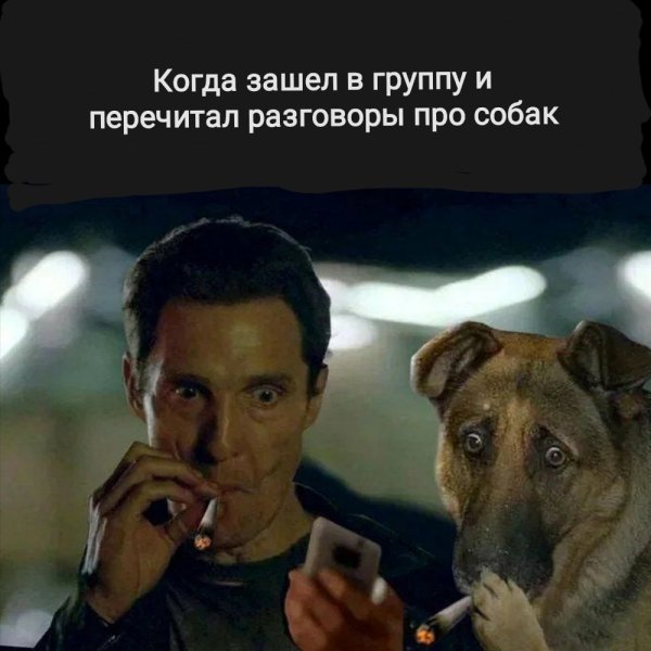 Макконахи пес и кот