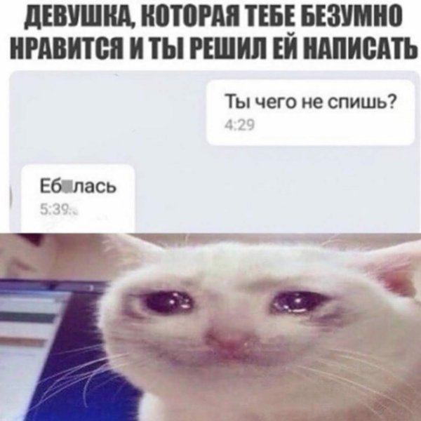 Подкаты к девушкам картинки с котиками