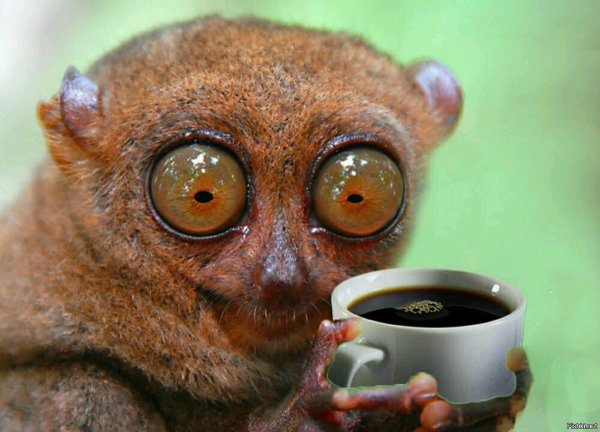 Лемур Лори долгопят