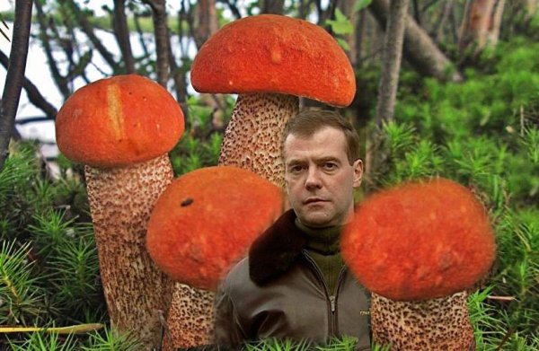 Прикольные грибочки