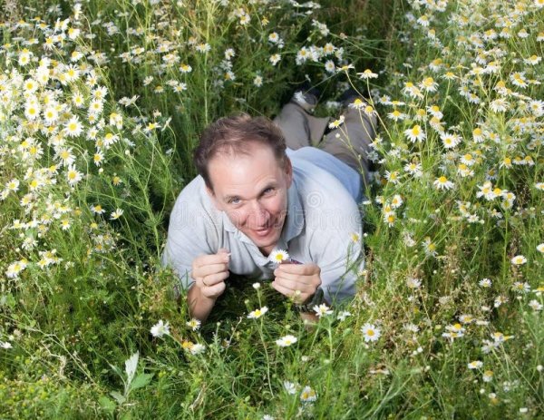 Ромашки лежат