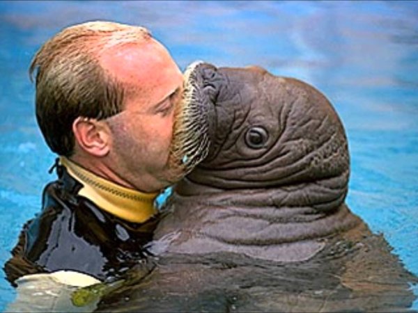 Нерпа и человек