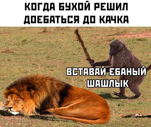 Мем обезьяна с палкой и Лев