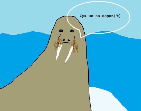 Морж смешной