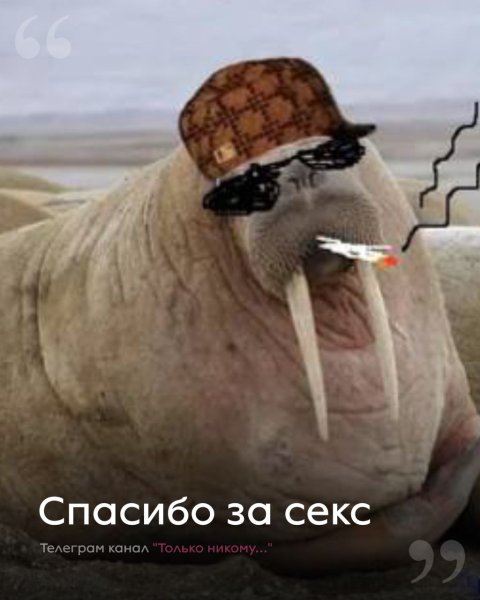 Морж в очках