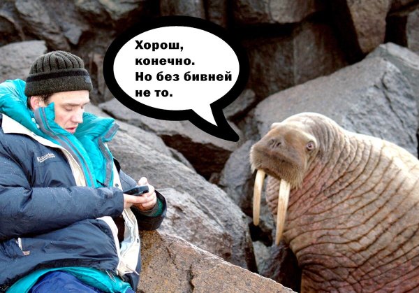 Шутки про моржей