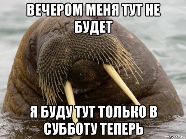 Тупой морж