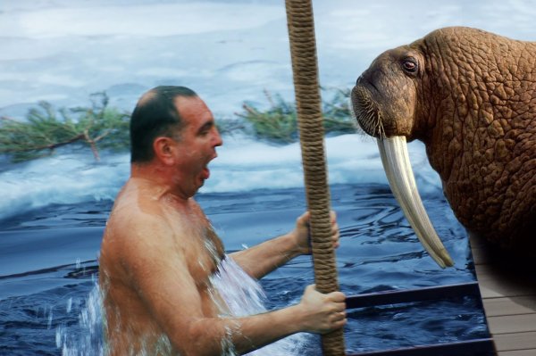 Шутки про моржей