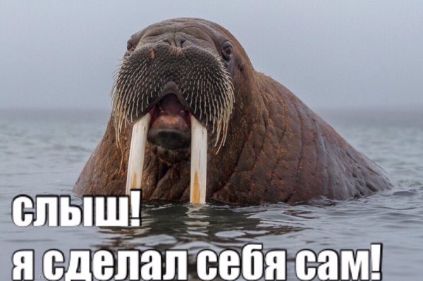 Морж смешной