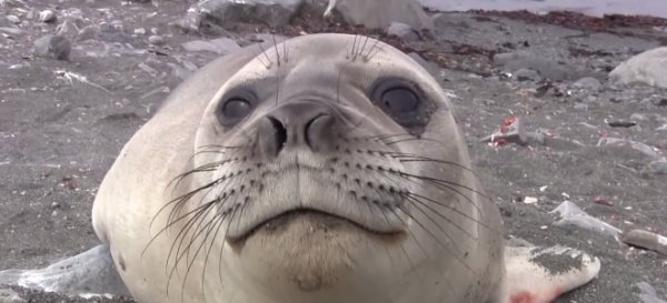 Обиженный тюлень