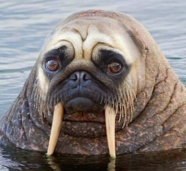 Морж прикольный