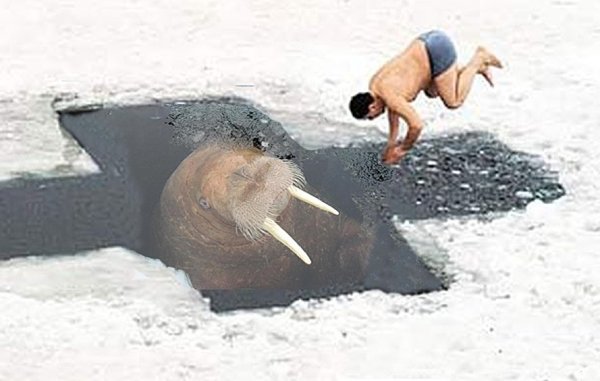 Морж в проруби