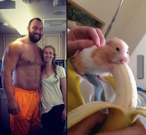 Хомячок и банан