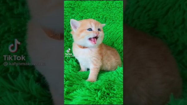 Смешной мужик мяу