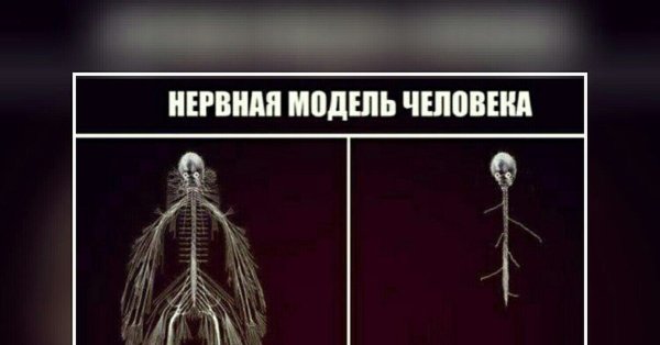 Нервная система Мем