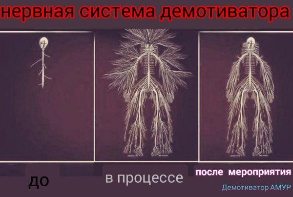 Нервная система органищатлоа