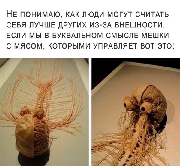 Мозг и нервная система