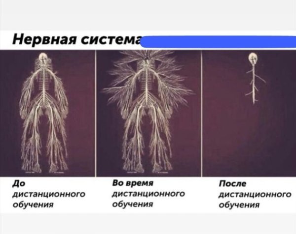 Нервная система до и после