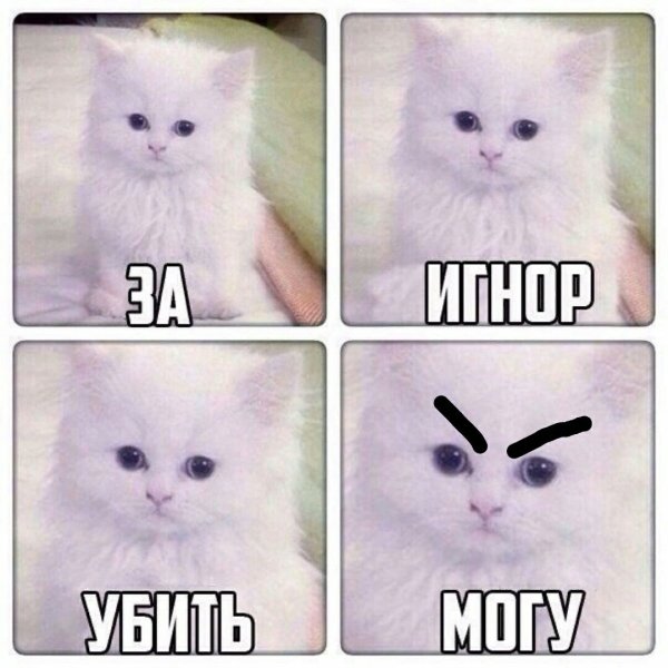 Кот Мем