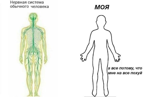 Мемы про нервную систему
