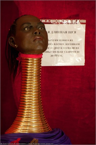 Длинные шеи в Африке