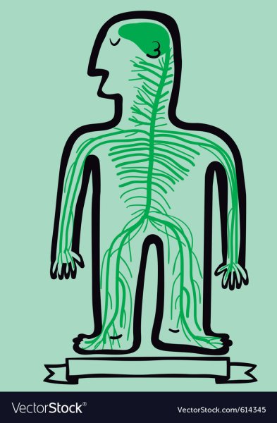 Моя нервная система