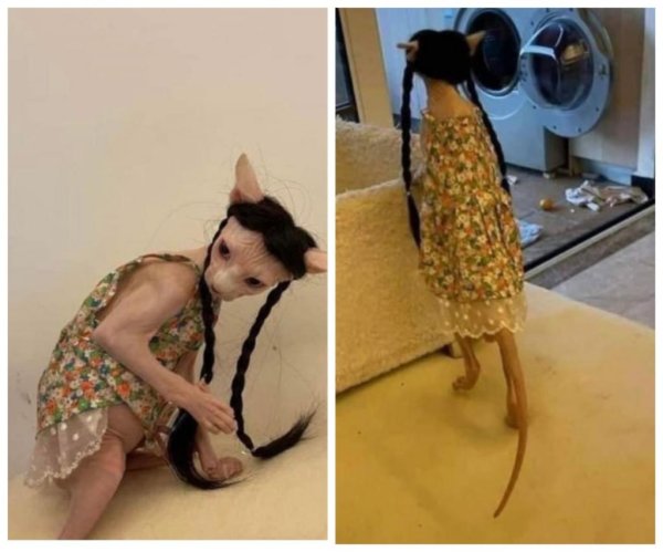 Лысая кошка в платье с косичками