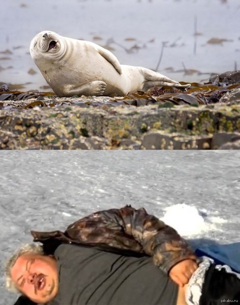 Жирный тюлень