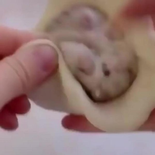 Девочка вытирает слезы хомяком