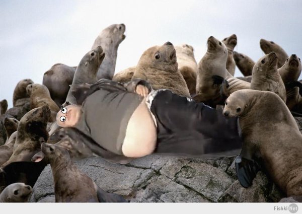 Морской котик смешной